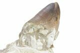 Mosasaur Jaw Section with Four Teeth - Morocco #359682-7